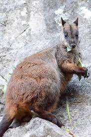 Very Rare Brush Tailed Rock Wallaby At The Jenolan Caves Nsw Australia Australia Animals Australian Mammals Australian Animals
