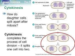 The first stages of the cell cycle involve cell growth, then synthesis of dna. Lesson Overview Lesson Overview The Process Of Cell Division Lesson Overview 10 2 The Process Of Cell Division Ppt Download