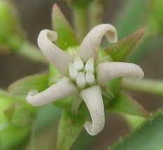 Image result for Stenostelma