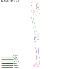 Define the two divisions of the skeleton. Lower Limbs Skeleton Anatomy