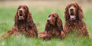 ▷ Setter Irlandés ☘️ Perro Instinto Cazador【 Datos 2023 】