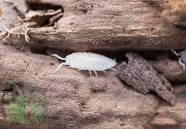 Image result for Isoberlinia tomentosa