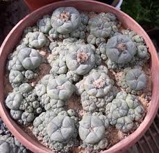 Image result for Loxodera caespitosa