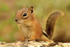 We did not find results for: Chipmunks Or Ground Squirrels Putting An End To The Confusion Summitdaily Com