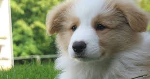 Border Collie Australian Shepherd Mix Black White And Brown Golden Tan And White Border Collies Are My Favorite Since I Have One Seriously Smartest D Border Collie Puppies Collie Puppies Golden Retriever Mix Puppies
