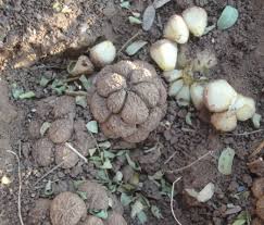 Image result for Stylochaeton