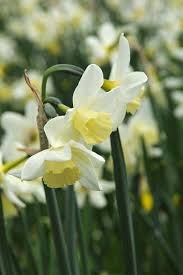 Pin By Maria Shotabdy On Beautiful Daffodil Daffodils Narcissus Daffodil Bulbs
