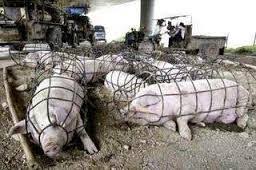 اگر حیوانات مذهبی داشتند در آن انسان ، شیطان بود – No Animal Testing