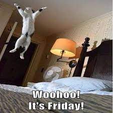 Woohoo It S Friday Funny Cat Pictures Funny Animals Funny Animal Pictures
