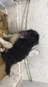 Find out why you will not find this high quality dog and cat food in any retail stores. Tlc For Pets Home Facebook