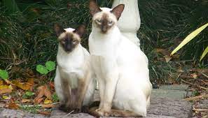 Siamese Cat Wikiwand