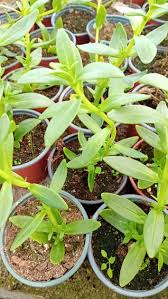 Image result for Aeollanthus suaveolens