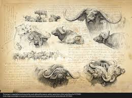 Pour la première fois, la ve république découvre l'alternance. Oo Marcello Pettineo Oo Animal Drawings Biology Art Wildlife Artists