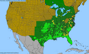 Image result for Buchnera lastii