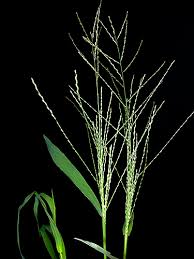 Image result for Leptochloa panicea