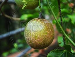 Growing passion fruit is quite easy. Image Of Close Up Of Green Passion Fruit In Blurred Background Cv605887 Picxy