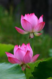 ป กพ นโดย er samsher singh chauhan ใน flowers ดอกไม ดอกไม สวย ดอกไม บาน