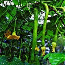 If you plant a crop in a hanging basket, it can be as dressy or plain as you prefer. 14 Best Hanging Vegetable Garden Ideas Vegetable Garden Garden Veggie Garden