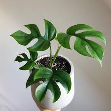 Lindsay Houseplant Blogger On Instagram Rhaphidophora Tetrasperma I Brought This Home As A Tiny Baby Plant And It Plants House Plants Decor Unique Plants