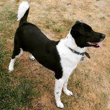 Australian Shepherd Great Pyrenees Border Collie Mix Named Tinker Hybrid Dogs Animal Pictures Border Collie Mix