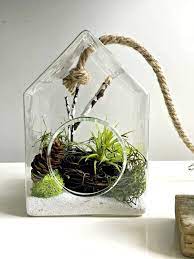 Glass Birdhouse Terrarium Wall Hanging Terrarium With Air Plant Glass Bird With Preserved Moss Tillandsia Air Plant Wall Decor Diy Kit Plant Wall Decor Hanging Terrarium Glass Birds