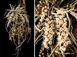 Image result for Microcoelia stolzii