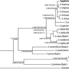 Image result for Limnophyton angolense