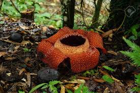 Rafflesia arnoldii is the largest flower in the world that has a diameter of over three feet. Biggest Flower In The World Rafflesia Flower In Borneo Stock Photo Picture And Royalty Free Image Image 81275534