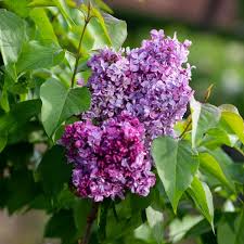 Zum zeitpunkt der blüte war die orchidee genau zwei jahre und neun monate alt (aussaht der samen: Flieder Prince Wolkonsky Syringa Vulgaris Prince Wolkonsky Gunstig Online Kaufen