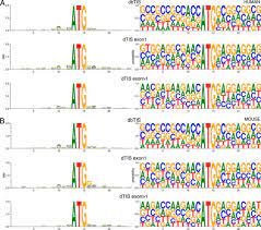 Google translate bm to bi. N Terminal Proteomics And Ribosome Profiling Provide A Comprehensive View Of The Alternative Translation Initiation Landscape In Mice And Men Molecular Cellular Proteomics