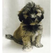 Where can i get a akc havanese poodle? Havanese Dogs Teacup Havanese Puppies For Sale In Ny Teacup Pups