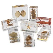 Download Marine Animal Kit Display Specimen Comparison Display Specimens Study Kits Dissection Preserved Specimens Education Supplies Nasco