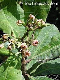 Image result for Anacardium occidentale