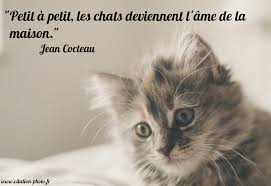 Citation Chat De Jean Cocteau Citation Chat Chat Chats Et Chatons