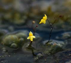 Image result for Utricularia subulata