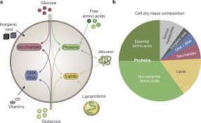 Atcc ® animal cell culture guide tips and techniques for continuous cell lines the a more comprehensive reference on animal cell culture can be found in culture of animal cells: Nutrient Acquisition Strategies Of Mammalian Cells Nature