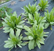 Image result for Lactuca indica