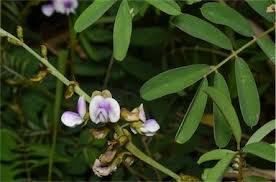 Image result for Tephrosia noctiflora