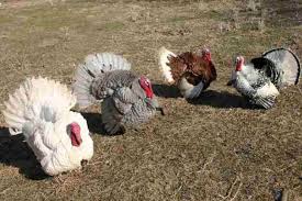 White Birds That Look Like Turkeys Giant White Blue Slate Red Bourbon Royal Palm Turkey Breeds Raising Turkeys Backyard Poultry