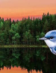 Thewittygirl remains the quintessential porn star- her explicit imagery are proof