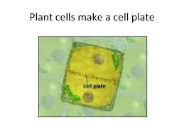 Why would cytokinesis take longer in plant cells. Why Does A Cell Divide Cell Cycle G