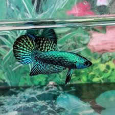 Wild Alien Green Betta Seplendens Fish In 2020 Fresh Water Fish Tank Betta Fish Types Betta Fish