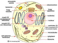 Maybe you would like to learn more about one of these? 20 Animal Cell Ideas Animal Cell Cell Model Animal Cell Project