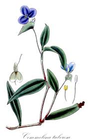 Image result for Commelina petersii