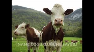 Разоблачение ed / energy diet / энерджи диет разбор состава / nl international. Hollanda Yonetimi Ile Hollanda Inegi Arasindaki Fark Youtube