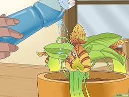 How To Care For Nepenthes Tropical Pitcher Plants Pitcher Plant Care Pitcher Plant Carnivorous Pitcher Plant