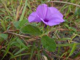 Image result for Astripomoea