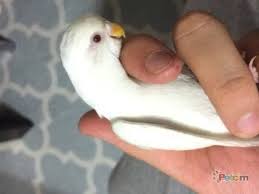 Albino Muhabbet Kusumuz Oldu Youtube