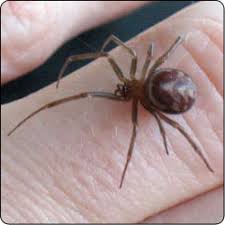 spiders commonly found in houses susan masta portland