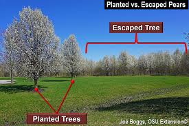 The cleveland pear tree is a much improved flowering pear tree because of the tall shape of the strong limb structure that is angled. Callery Pear The Jekyll And Hyde Tree Bygl